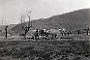 Tre coppie di buoi trainano l'aratro. Alla fine uno degli animali crolla a terra.Aprile 1956.(Oscar Mario Zatta) 3